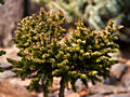 Picea orientalis Tom Thumb Gold IMG_4986 (VALENTA) Świerk kaukaski